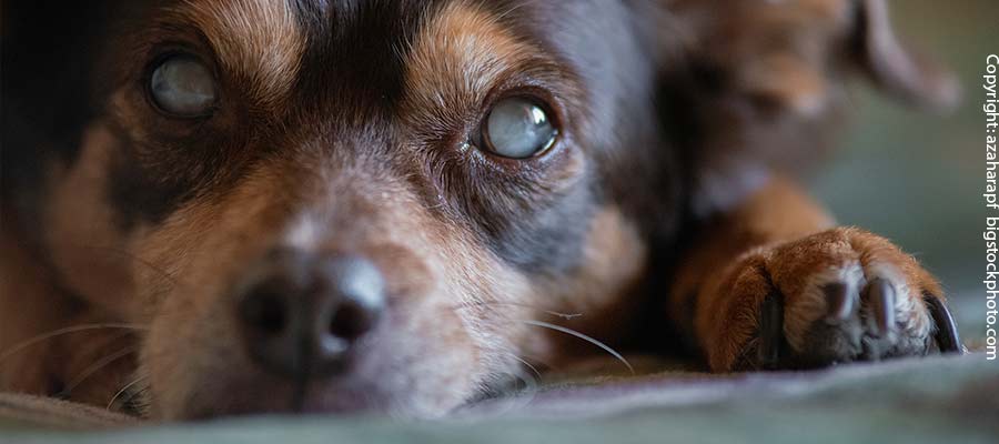 7 wichtige Zubehöre für blinde Hunde Hundesenioren